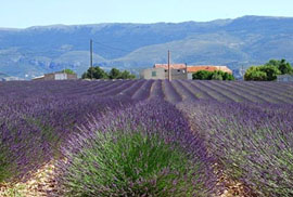 Lavendelfelder in der Provence, S&uuml;dfrankreich